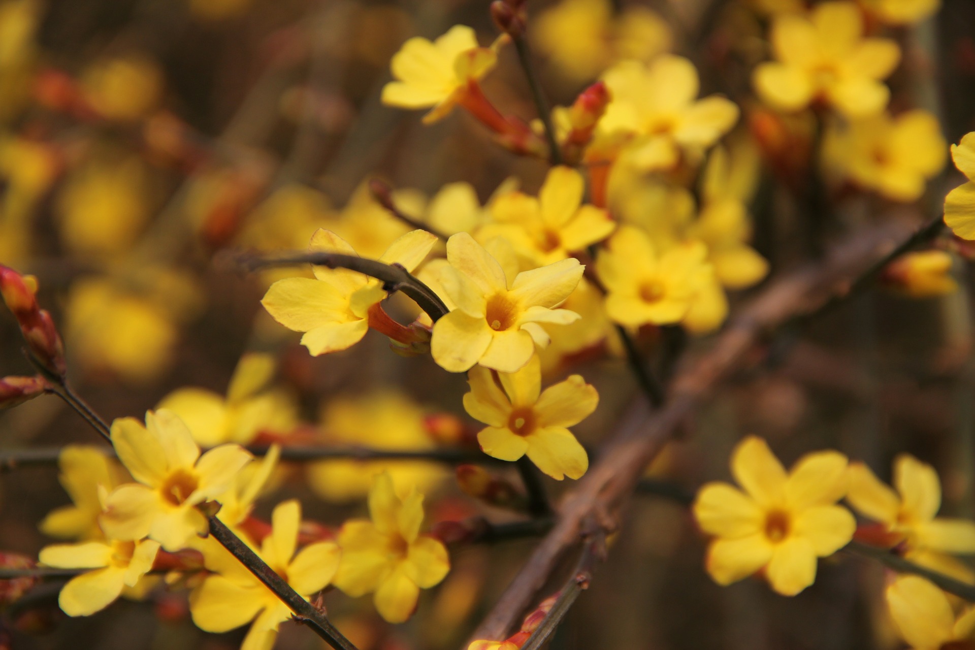 Jasmin hiver